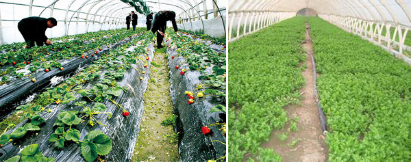 安邦电伴热带保温技术应用于西安大棚蔬菜管道防冻(图1)